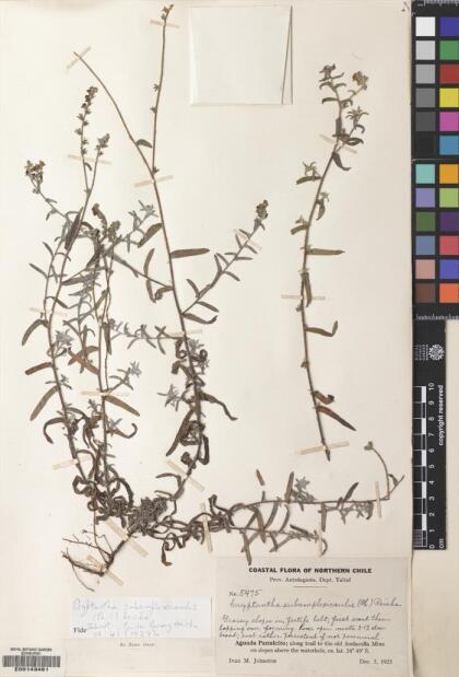 Cryptantha subamplexicaulis [Espécimen: ]