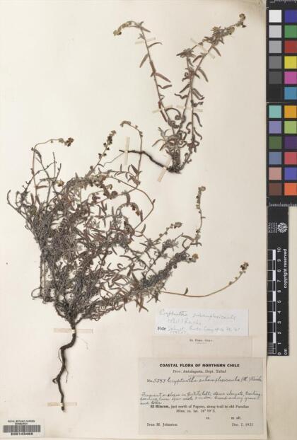 Cryptantha subamplexicaulis [Espécimen: ]