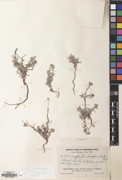 Cryptantha subamplexicaulis [Espécimen: ]
