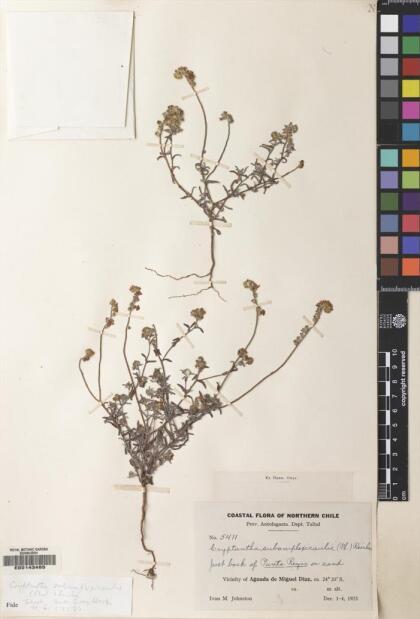 Cryptantha subamplexicaulis [Espécimen: ]