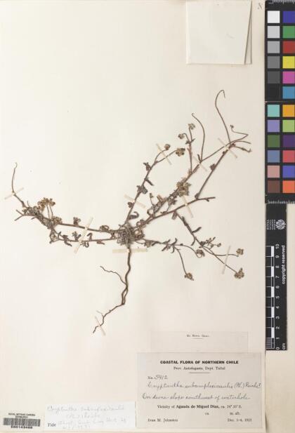 Cryptantha subamplexicaulis [Espécimen: ]