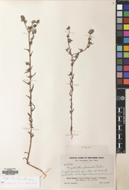 Cryptantha glomerata [Espécimen: ]