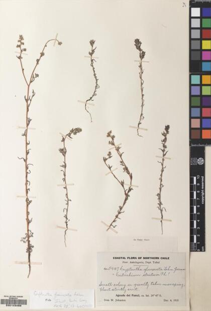 Cryptantha glomerata [Espécimen: ]