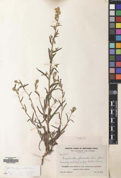 Cryptantha glomerata [Espécimen: ]