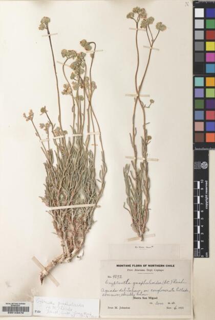 Cryptantha gnaphalioides [Espécimen: ]