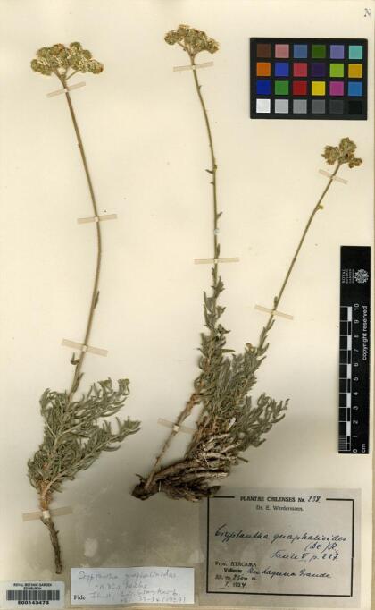 Cryptantha gnaphalioides [Espécimen: ]