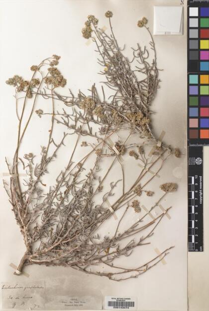 Cryptantha gnaphalioides [Espécimen: ]