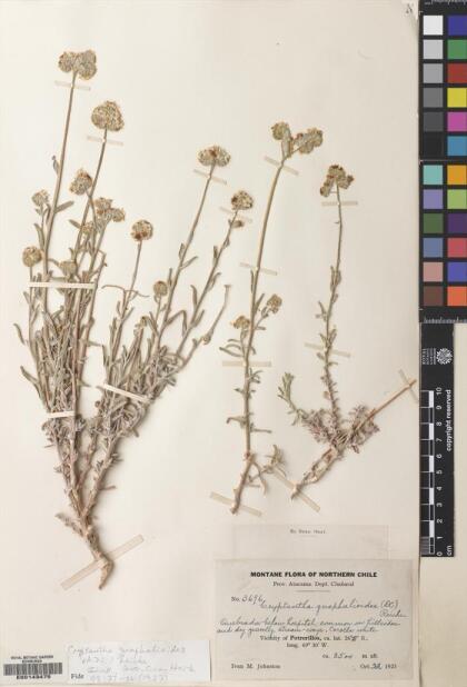Cryptantha gnaphalioides [Espécimen: ]