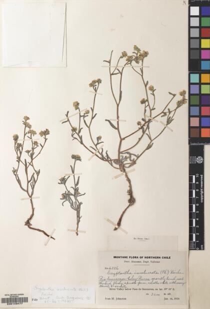 Cryptantha involucrata [Espécimen: ]
