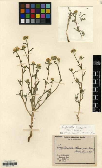 Cryptantha involucrata [Espécimen: ]