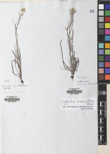 Cryptantha linearis [Espécimen: ]