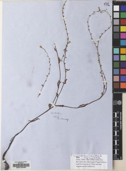 Plagiobothrys myosotoides [Espécimen: ]
