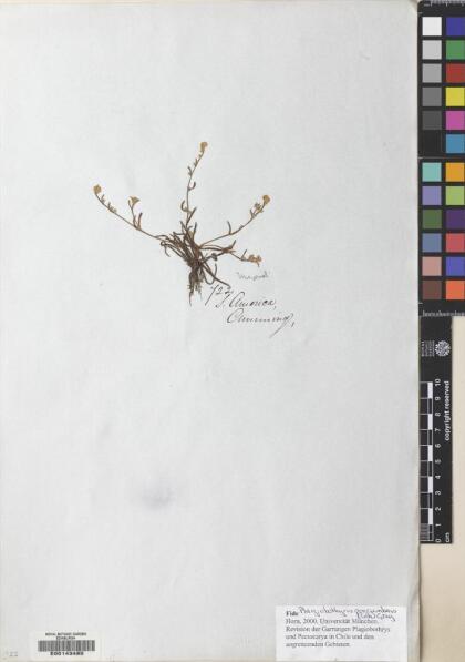 Plagiobothrys procumbens [Espécimen: ]