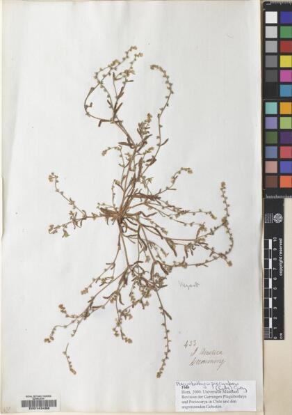 Plagiobothrys procumbens [Espécimen: ]