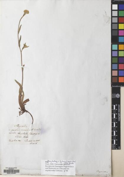 Plagiobothrys muricatus [Espécimen: ]