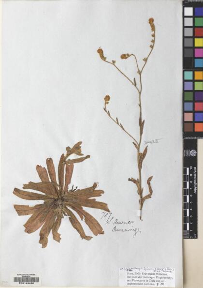 Plagiobothrys muricatus [Espécimen: ]