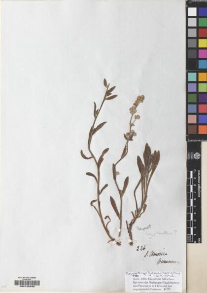 Plagiobothrys muricatus [Espécimen: ]