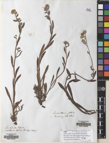 Plagiobothrys muricatus [Espécimen: ]