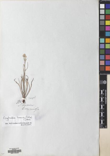 Cryptantha linearis [Espécimen: ]
