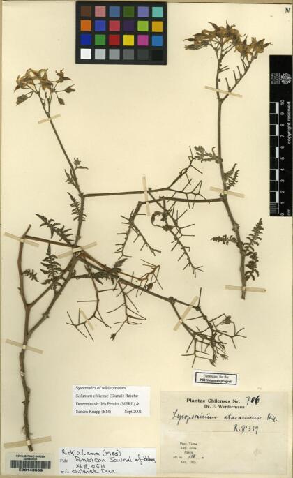 Solanum chilense [Espécimen: ]