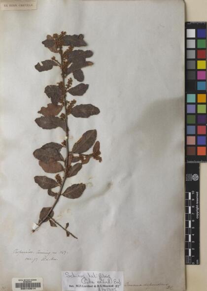 Schinus latifolia [Espécimen: ]