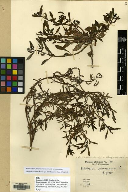 Heliotropium curassavicum var. curassavicum [Espécimen: ]