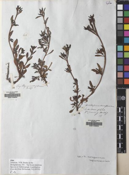 Heliotropium curassavicum var. curassavicum [Espécimen: ]