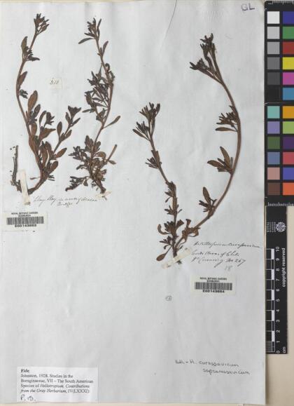 Heliotropium curassavicum var. curassavicum [Espécimen: ]