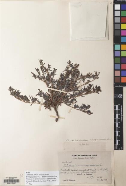 Heliotropium curassavicum var. curassavicum [Espécimen: ]