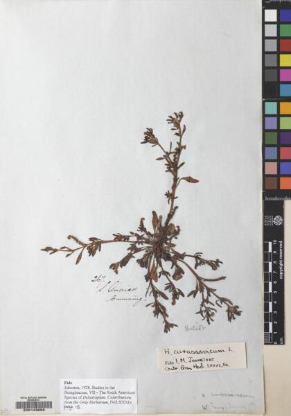 Heliotropium curassavicum var. curassavicum [Espécimen: ]