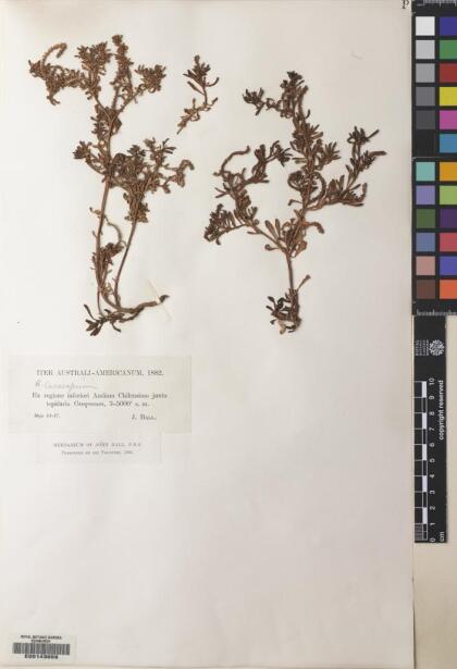 Heliotropium curassavicum var. curassavicum [Espécimen: ]