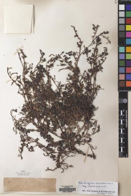 Heliotropium curassavicum var. curassavicum [Espécimen: ]