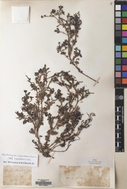 Heliotropium curassavicum var. curassavicum [Espécimen: ]