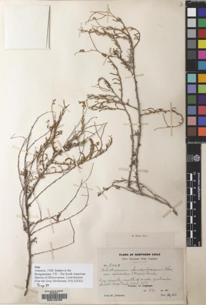 Heliotropium chenopodiaceum [Espécimen: ]