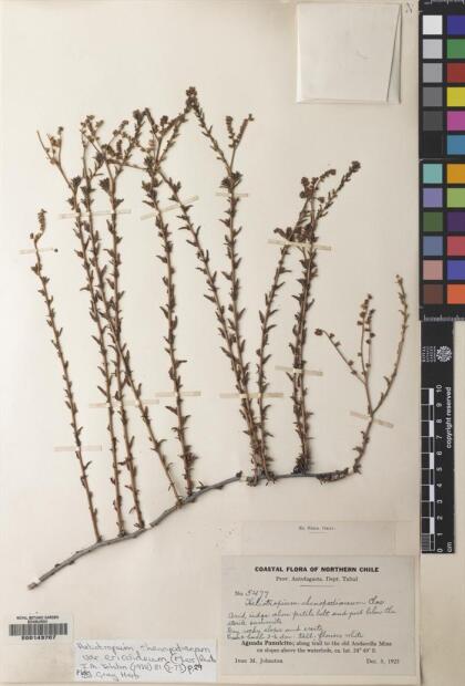 Heliotropium chenopodiaceum [Espécimen: ]