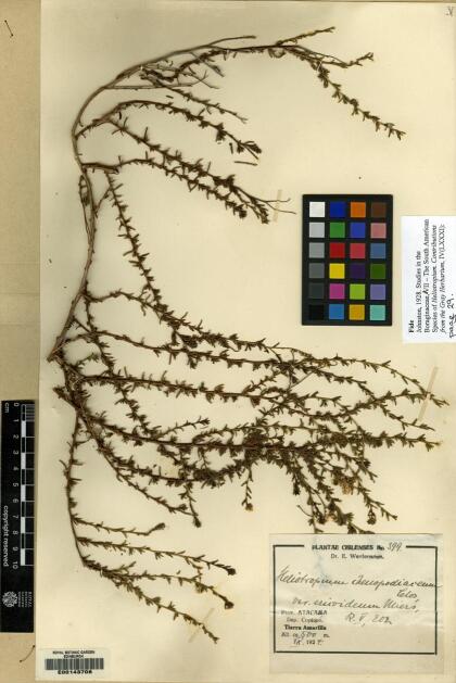 Heliotropium chenopodiaceum [Espécimen: ]