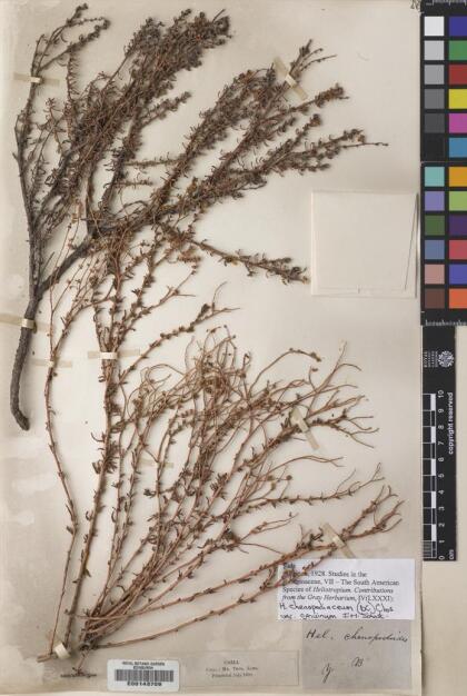 Heliotropium chenopodiaceum [Espécimen: ]