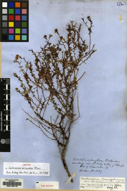 Heliotropium chenopodiaceum [Espécimen: ]