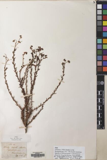 Heliotropium chenopodiaceum [Espécimen: ]