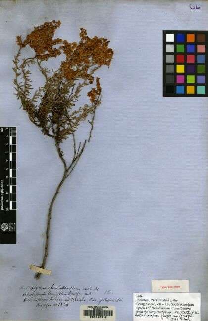 Heliotropium filifolium [Espécimen: ]