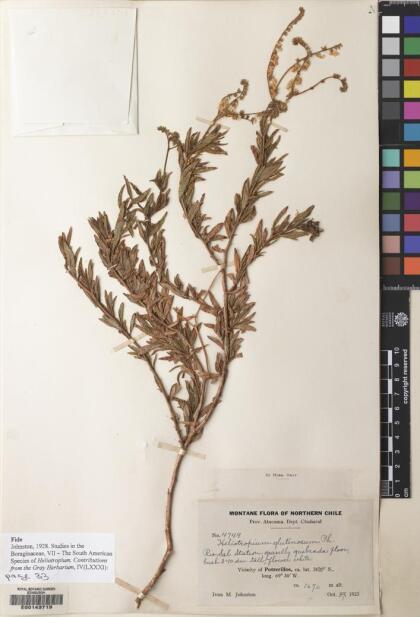 Heliotropium glutinosum [Espécimen: ]