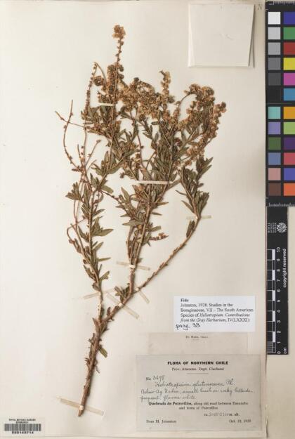 Heliotropium glutinosum [Espécimen: ]