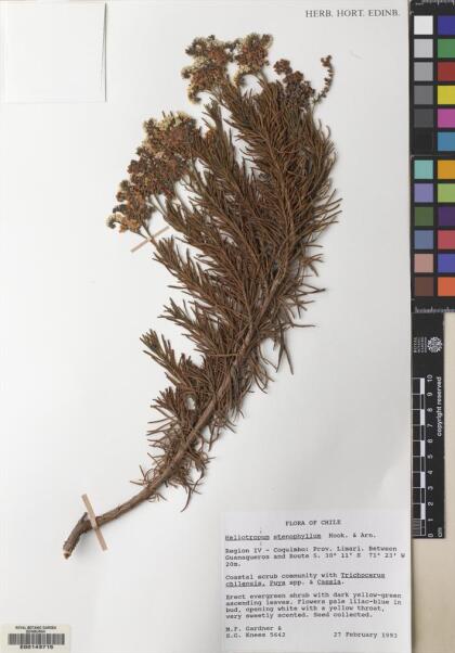Heliotropium stenophyllum [Espécimen: ]