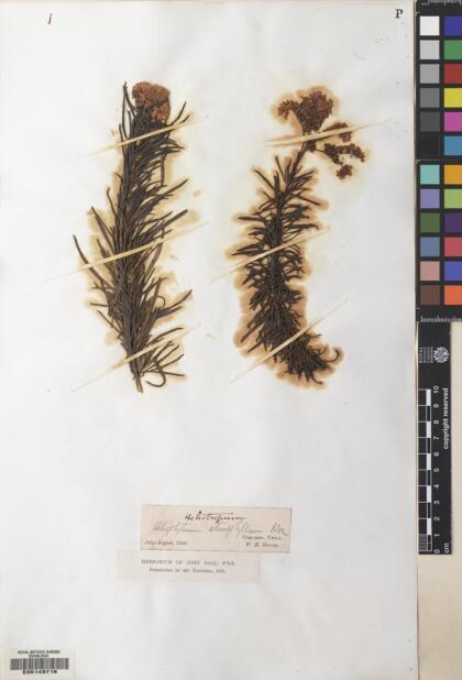 Heliotropium stenophyllum [Espécimen: ]
