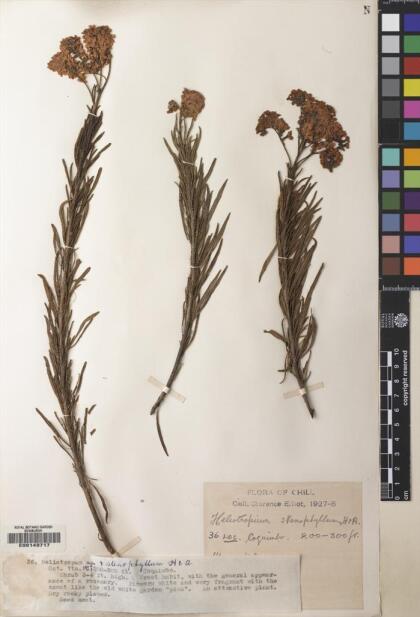 Heliotropium stenophyllum [Espécimen: ]
