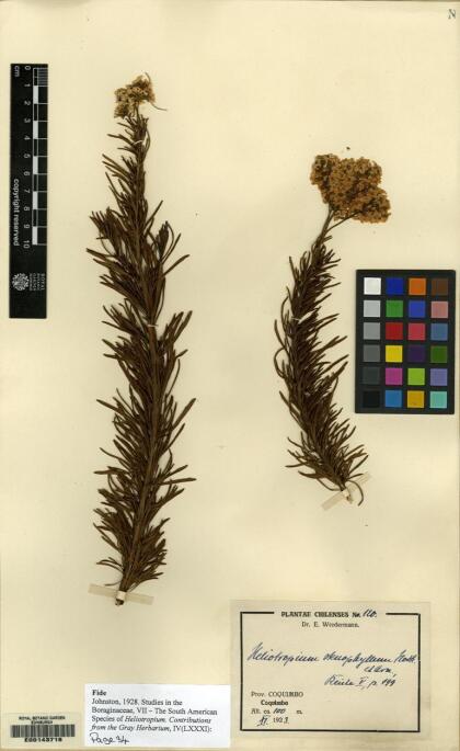 Heliotropium stenophyllum [Espécimen: ]