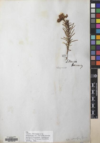 Heliotropium stenophyllum [Espécimen: ]