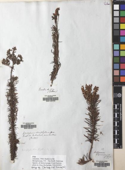 Heliotropium stenophyllum [Espécimen: ]
