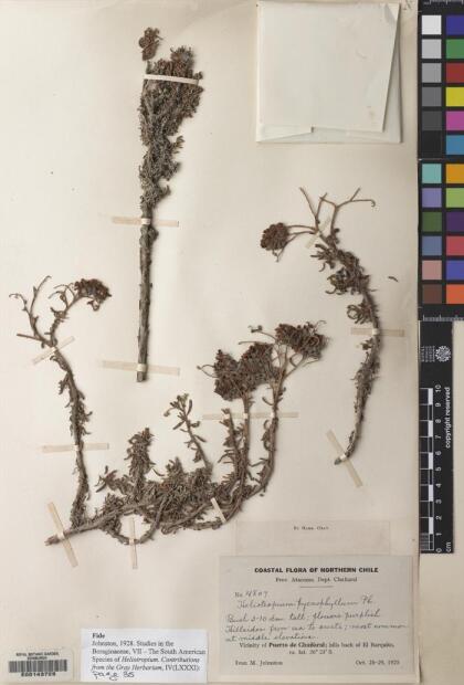 Heliotropium pycnophyllum [Espécimen: ]