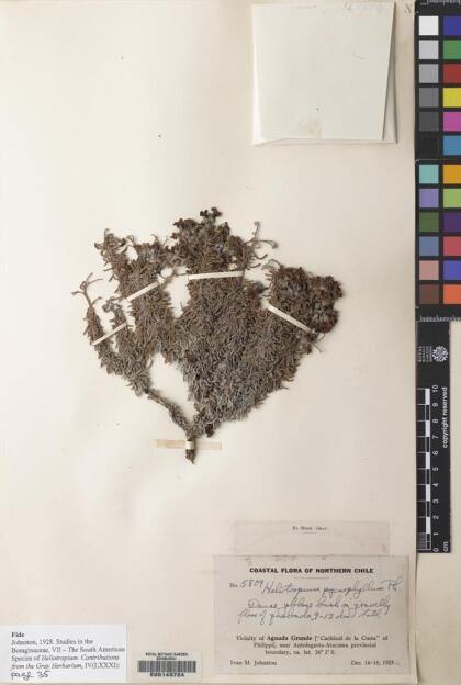 Heliotropium pycnophyllum [Espécimen: ]
